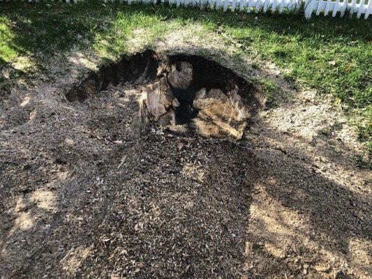 Like It Was Never There Tree Care