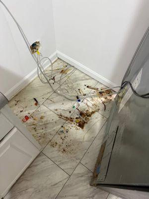 Hailey Cole-Cleaning