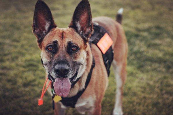 Coast Pet Supply & Grooming