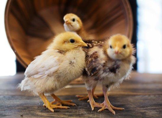 Pollinate Farm & Garden Supply