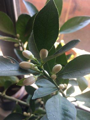 just a cluster out of the 42 buds on my calamondin tree!
