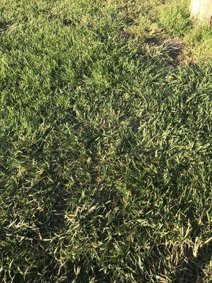 Keystone Little League