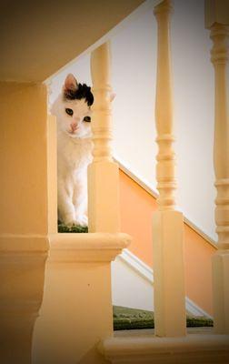 Uncle Joe's Pet Care