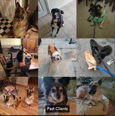 Elite Canine Pet Services