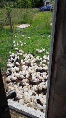 Maple Meadow Produce Farm