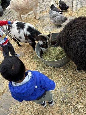 Petting zoo