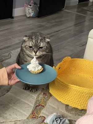 North County Cat Hospital