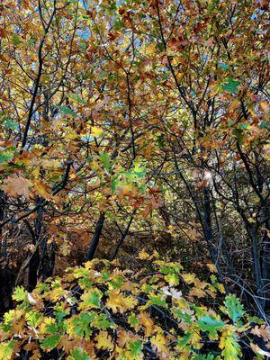 Stonewall Peak Trail