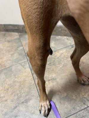 skin growth inside of leg