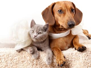 All-Paws Pet Sitting