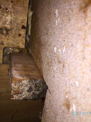 Rosam and Associates