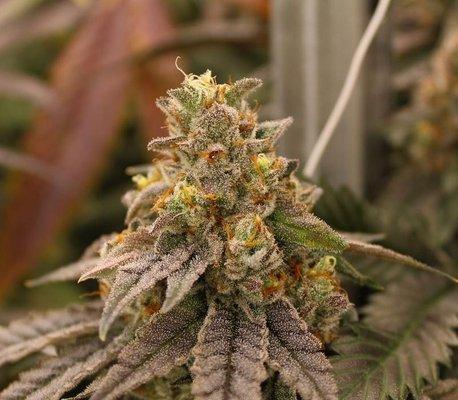 Patriot Care - Greenfield