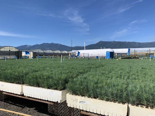 Cal Forest Nurseries