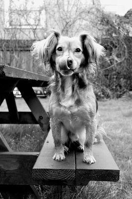 Harold’s Treats & Tail Wags