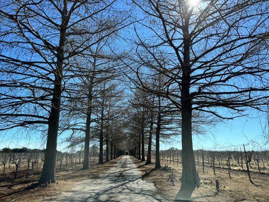 Fall Creek Vineyards