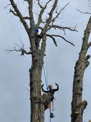 D&Y Tree Service