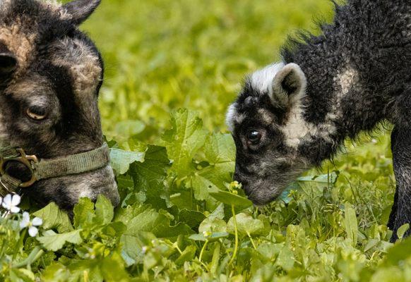 Newborn lambs and goats made the visit very special!