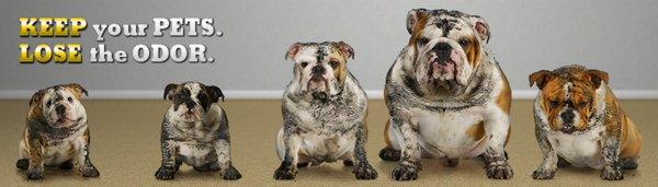 Signature Carpet Cleaning servicing the Eugene, Springfield and the surrounding area. Call 541-342-CLEAN today for a free estimate