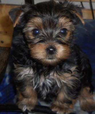 Lil Debbie's Darling Pet's