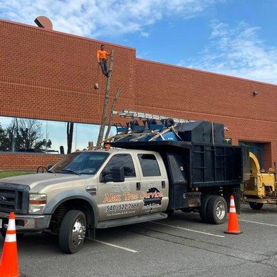 Alex’s Tree Service