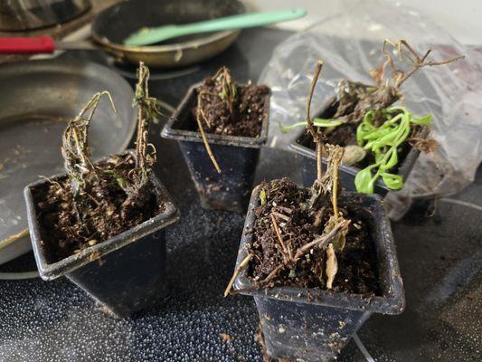 Lonicera japonica 'Halliana'