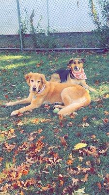 Animal Care Of Oradell