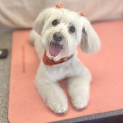 Holistic Grooming by Jessica