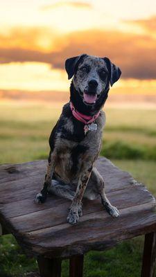 Best Doggy Daycare and Hotel