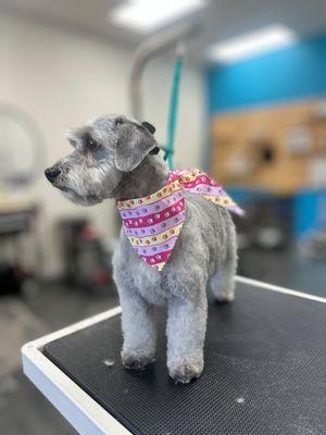 Golden Paws Mobile Dog Grooming