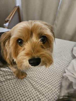 Magical Pretty Pets Mobile