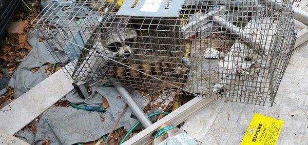 A&G Wildlife Services