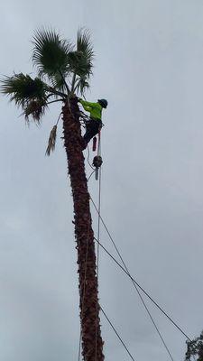 Felix's Landscaping & Tree Service