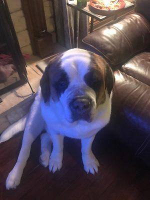 Kristy's Kritters Pet Grooming