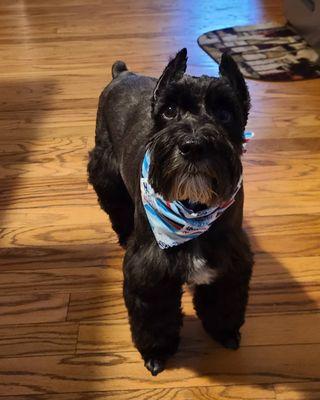 Bubble Tubs For Dogs