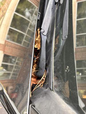 Leaves and water spots