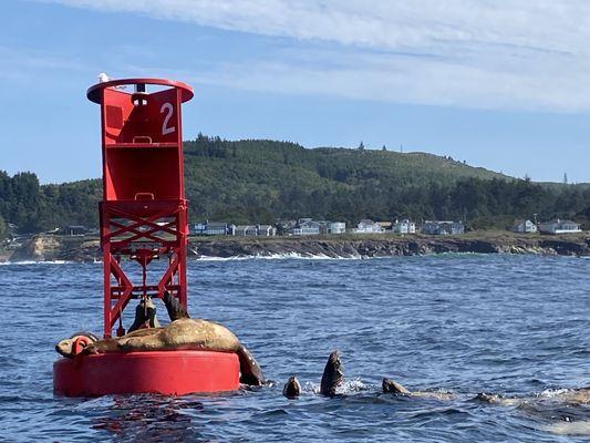 Whale Research Eco Excursions