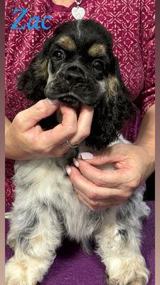 Mor Veterinary Services