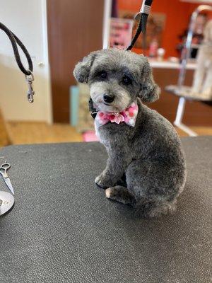 Two Tails Grooming Salon