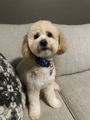 Pampered Paws N' Play