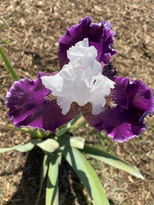 Bloomer-Rang Iris Farm