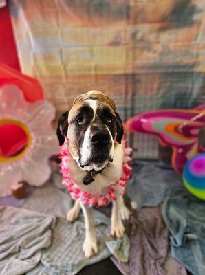 Fat Cat's Dog Boarding