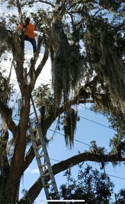 Beaver Dame Tree Service & Maintenance