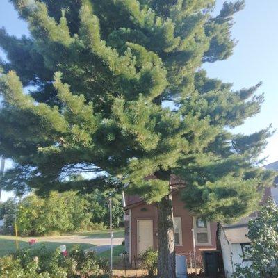 Cutshall's Tree Service