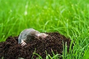 Raven Pest Management