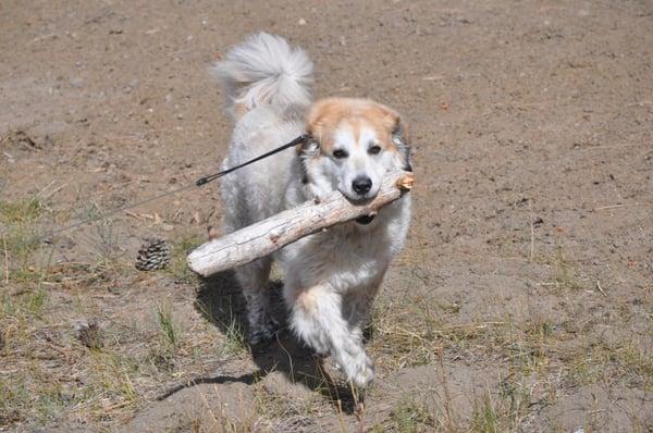Smokey collecting firewood at Lake Tahoe. She traveled all the way to Fremont to see Dr. Brown, Danielle and Denise for her TPLO.