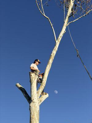 Arthur Tree Service