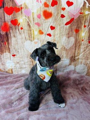 What the Pup Dog Grooming