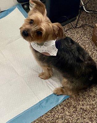 Pitt County K9 Academy