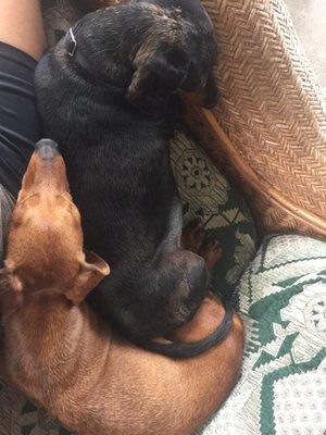 Southern California Dachshund Relief