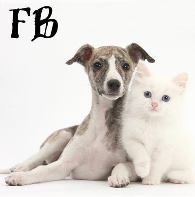 FurrBabies Pet Services - Pet Sitting, Dog Walking, Pet Taxi